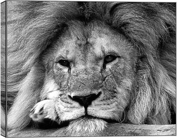 Male Lion Canvas Print by Ray Bacon LRPS CPAGB