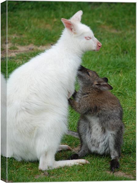 Mother and baby Wallabies Canvas Print by Ray Bacon LRPS CPAGB