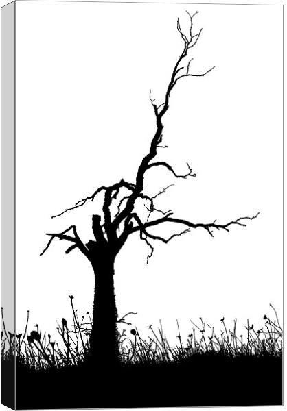 TREE SILHOUETTE Canvas Print by Ray Bacon LRPS CPAGB