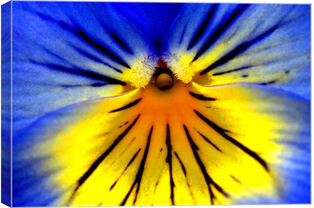 PANSY HEAD Canvas Print by Ray Bacon LRPS CPAGB