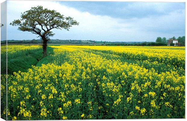 RAPE SEED FIELD Canvas Print by Ray Bacon LRPS CPAGB