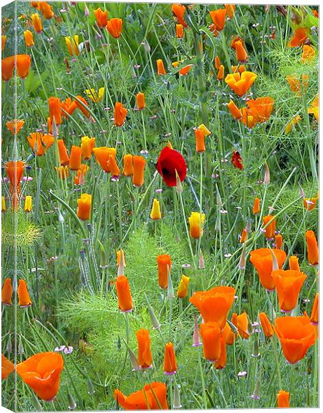 POPPIES Canvas Print by Ray Bacon LRPS CPAGB