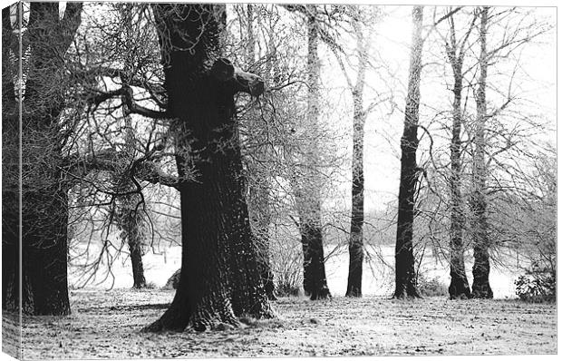 WINTER WOODLAND Canvas Print by Ray Bacon LRPS CPAGB