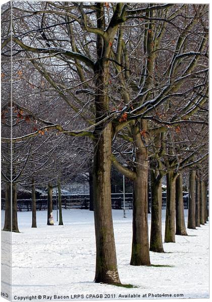 A LINE OF TREES Canvas Print by Ray Bacon LRPS CPAGB
