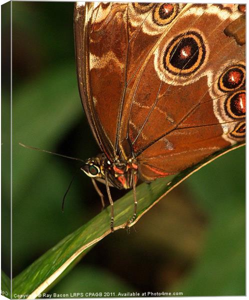 OWL BUTTERFLY (Caligo beltrao) Canvas Print by Ray Bacon LRPS CPAGB