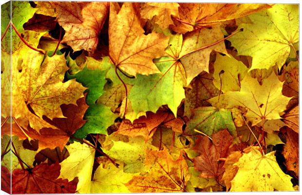 AUTUMN LEAVES Canvas Print by Ray Bacon LRPS CPAGB