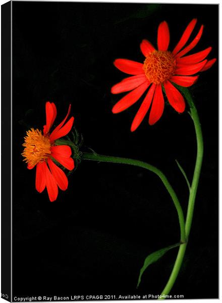 DAISIES Canvas Print by Ray Bacon LRPS CPAGB