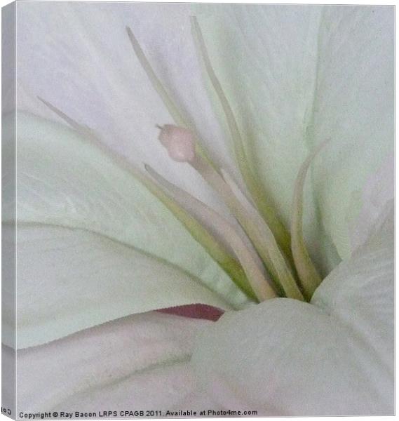 LILY Canvas Print by Ray Bacon LRPS CPAGB