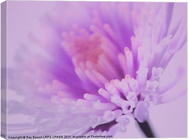 LILAC FLOWER Canvas Print by Ray Bacon LRPS CPAGB