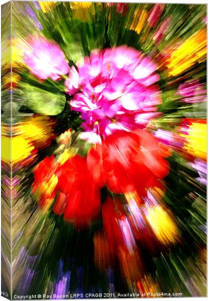FLOWER POWER Canvas Print by Ray Bacon LRPS CPAGB