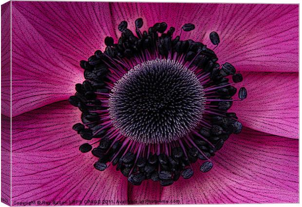 ANEMONE Canvas Print by Ray Bacon LRPS CPAGB