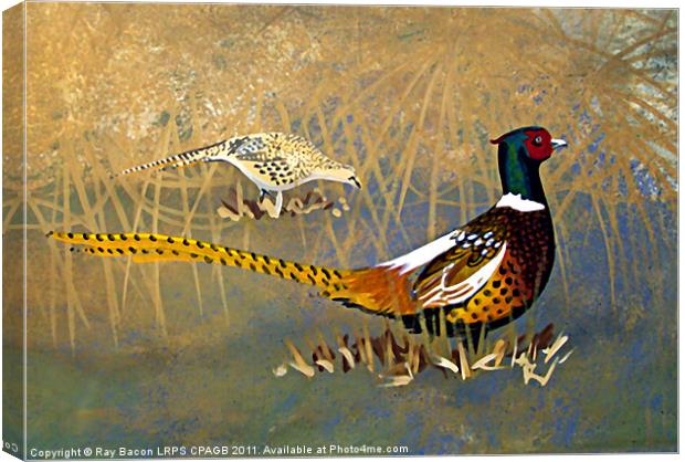 PHEASANTS  ON THE LAKE Canvas Print by Ray Bacon LRPS CPAGB