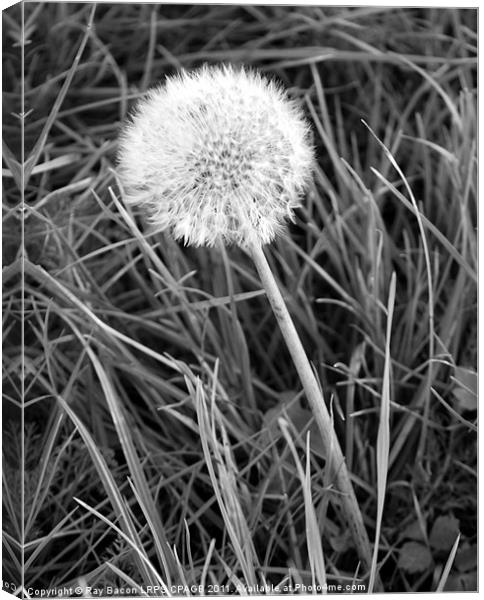 DANDELION Canvas Print by Ray Bacon LRPS CPAGB