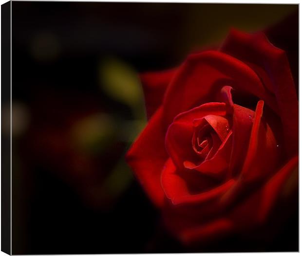 Rose Canvas Print by Tony Greer