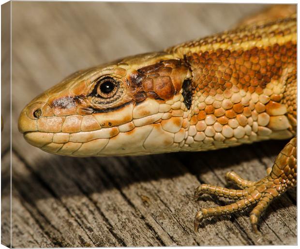  Yellow lizard close up Canvas Print by John Boyle