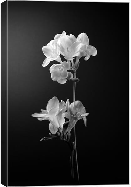 Floral in mono Canvas Print by John Boyle