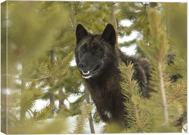 Gray Wolf Canvas Print by Gary Beeler