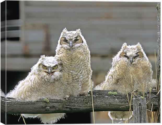 Great Horned Owl Fledglings Canvas Print by Gary Beeler