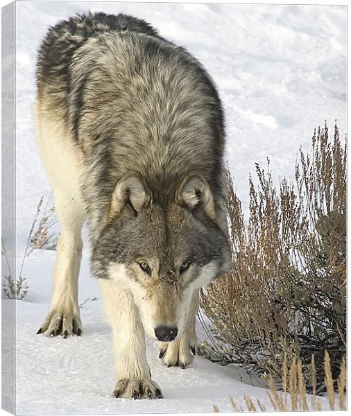 Gray Wolf Canvas Print by Gary Beeler