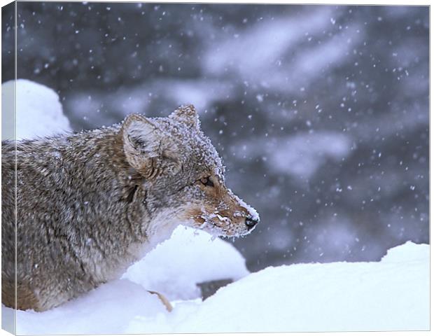 Frosty Coyote Canvas Print by Gary Beeler