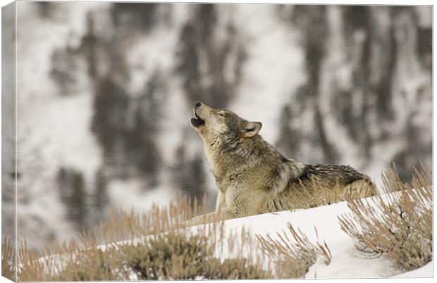 Wolf Howling Canvas Print by Gary Beeler