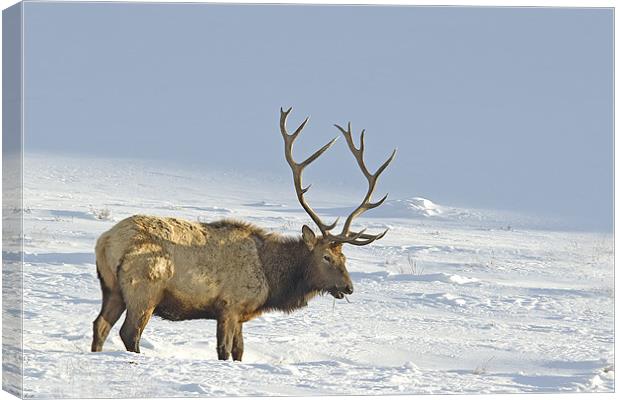Bull Elk In Snow Canvas Print by Gary Beeler