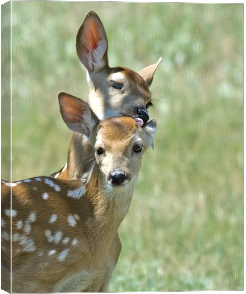 Fawns Canvas Print by Gary Beeler