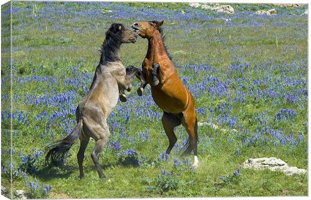 Dueling Mustangs Canvas Print by Gary Beeler