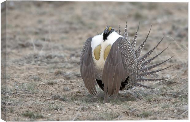 Sage Grouse Canvas Print by Gary Beeler