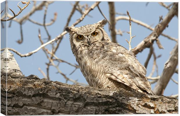 Great Horned Owl Canvas Print by Gary Beeler