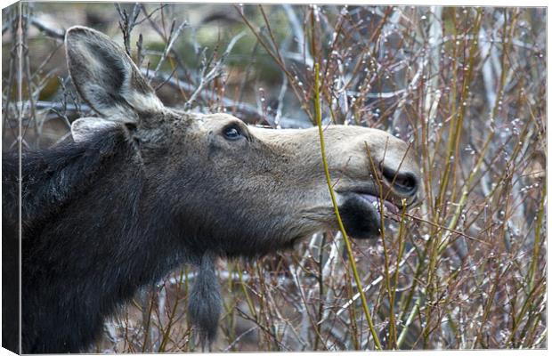 Cow Moose Dining Canvas Print by Gary Beeler