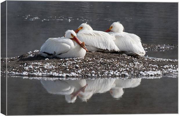Pelicans Canvas Print by Gary Beeler
