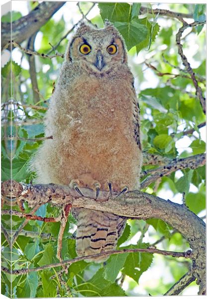 Great Horned Owl Fledgling Canvas Print by Gary Beeler