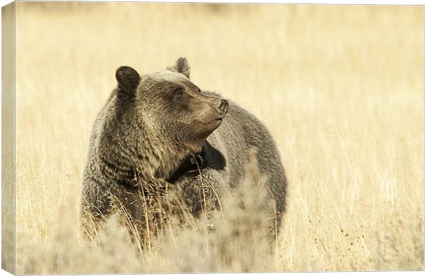 Grizzly Bear Canvas Print by Gary Beeler