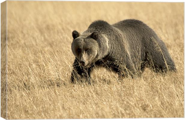 Grizzly  On The Prowl Canvas Print by Gary Beeler