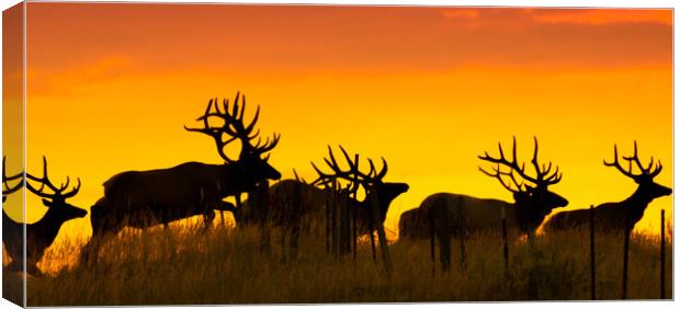 Bull Elk Jumping Over Fence Canvas Print by Gary Beeler