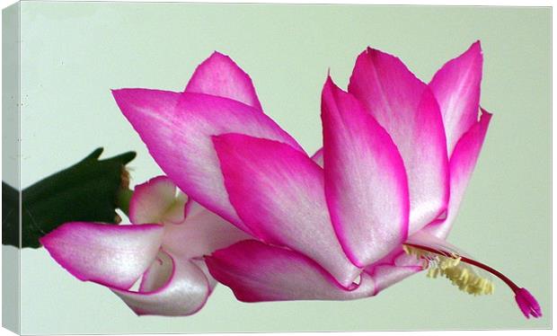 Christmas cactus in bloom 2 Canvas Print by Don Brady