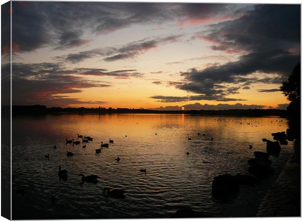 Sunset Swans Canvas Print by Mark Richardson