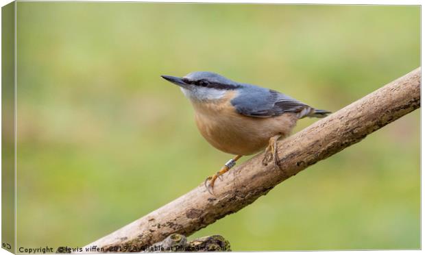 Nuthatch Canvas Print by Lewis Wiffen