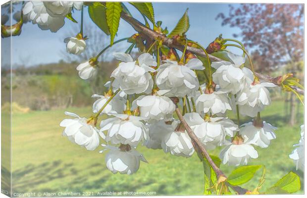  White Cherry Blossom  Canvas Print by Alison Chambers