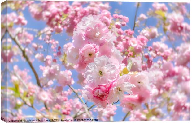 Cherry Blossom Daze Canvas Print by Alison Chambers