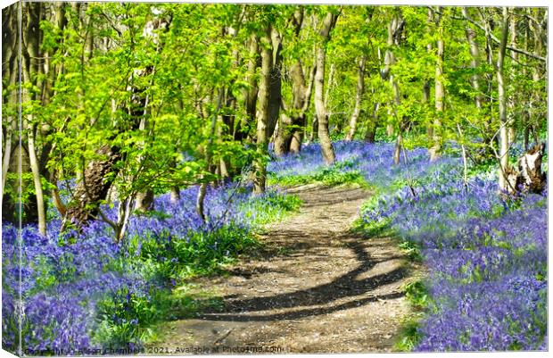 A Path Through The Bluebells Canvas Print by Alison Chambers