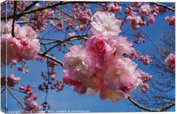 Double Pink Cherry Blossom Canvas Print by Alison Chambers