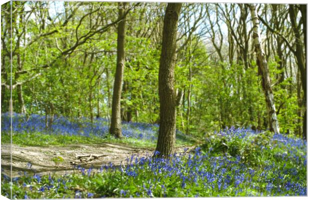 Yorkshire Bluebell Walk Canvas Print by Alison Chambers
