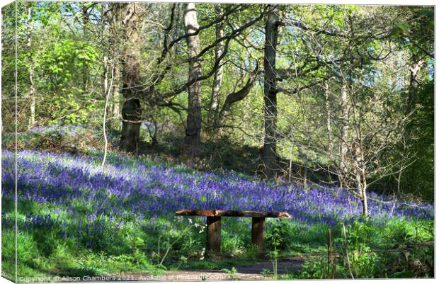 Woolley Wood Bluebell Seat Canvas Print by Alison Chambers