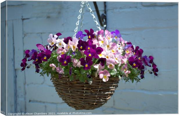 Hanging Basket Canvas Print by Alison Chambers