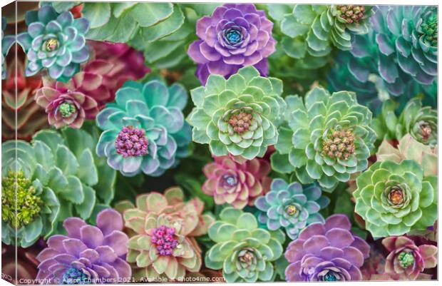 Spectacular Sedums Canvas Print by Alison Chambers