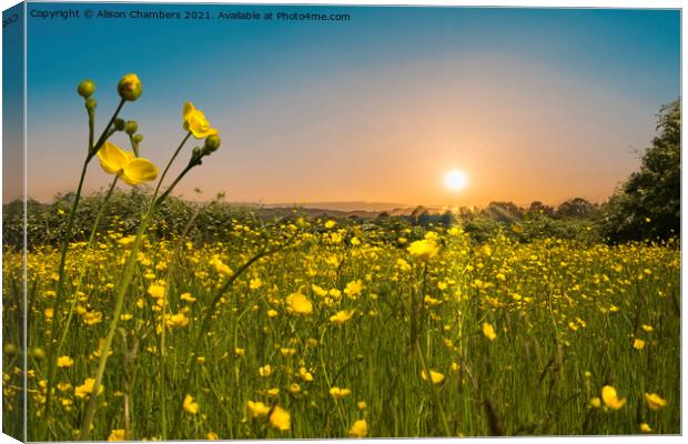 Buttercup Dawn Canvas Print by Alison Chambers