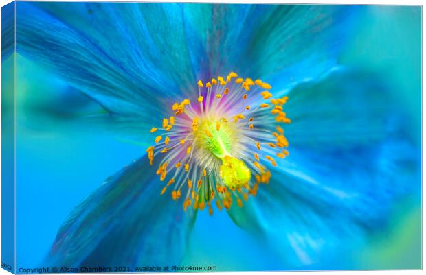 Himalayan Blue Poppy Canvas Print by Alison Chambers