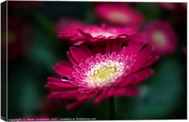 Gerbera Flower Canvas Print by Alison Chambers